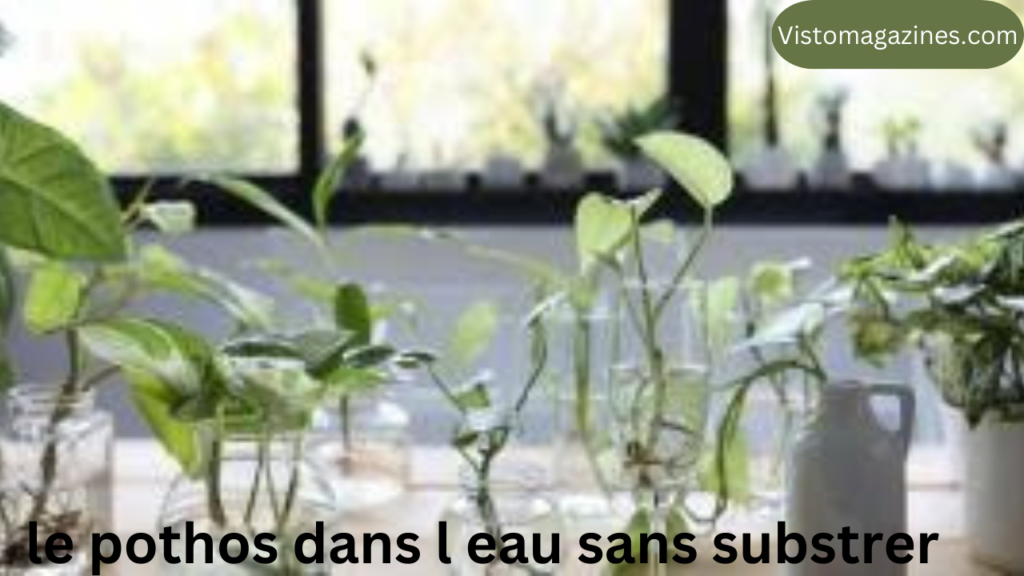 le pothos dans l eau sans substrer